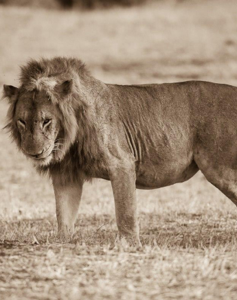 21Terry Ennever Tsalala 3817 2 Final