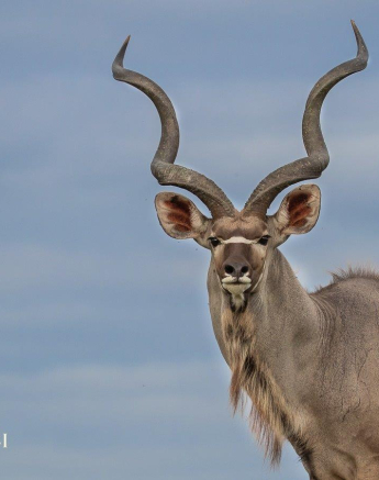 20Kevan Dobbie Kudu 150319 Final 20Kevan Dobbie Kudu 150319 Final