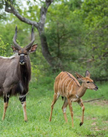 08nyala Charles  Final