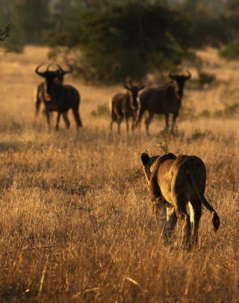 13Kevin Van Der Linde Lions SP 11062019 Sigma 70 200 3 Final 13Kevin Van Der Linde Lions SP 11062019 Sigma 70 200 3 Final