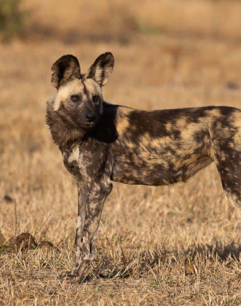 20Louise Murray Wild Dog 08062019 Final 20Louise Murray Wild Dog 08062019 Final