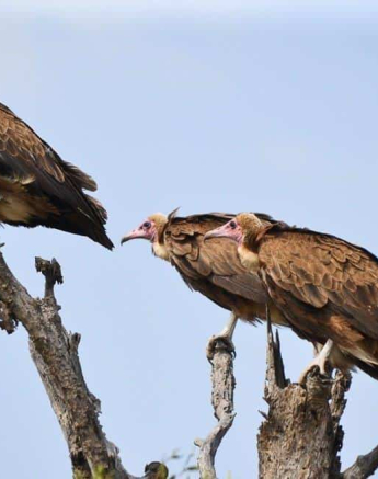 58Ronald Mutero Hooded Vulture 04102019 12 Final 58Ronald Mutero Hooded Vulture 04102019 12 Final