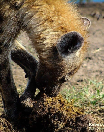 13Rebecca Boshoff Hyaena 21 Final 13Rebecca Boshoff Hyaena 21 Final