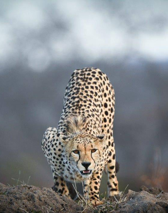 35Ally Ross 20200728 Cheetah Male 01 Final 35Ally Ross 20200728 Cheetah Male 01 Final