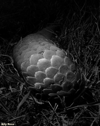 13Ally Ross 20201019 Pangolin 02 Final 13Ally Ross 20201019 Pangolin 02 Final
