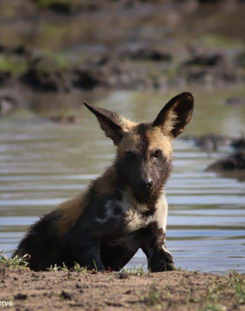 10Marco Vietti Wild Dogs 1 011120 Final