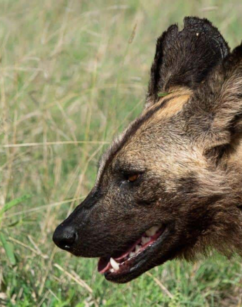 A21ronald Mutero Wild Dog 21042022 3 Final A21ronald Mutero Wild Dog 21042022 3 Final