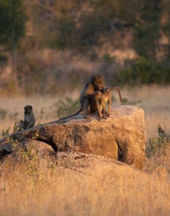 06Kerry Lee Roberg Baboon.6 Final