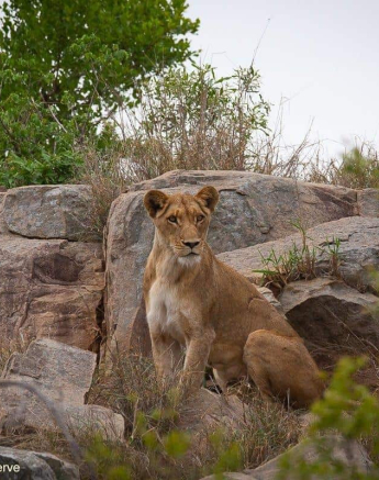 02andries Lioness.sp 181120 3 Final 02andries Lioness.sp 181120 3 Final