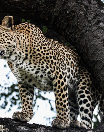 A06Coenraad Stapelberg Ntsumi 201222 3 Final