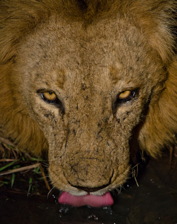 Sabi Sabi Photography 16 Sabi Sabi Photography 16