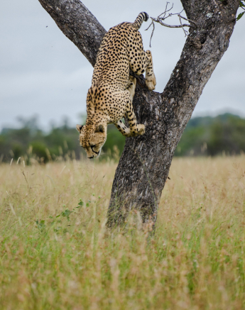Cheetah 13 Cheetah 13