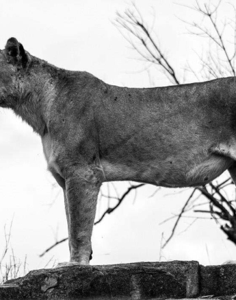 21Tayla McCurdy SP Lions 02 Jan 16 3