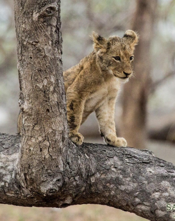 34Kevan Dobbie SP 4 Final