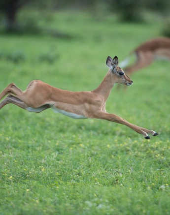 27Terry Ennever Impala 4117 Final 27Terry Ennever Impala 4117 Final