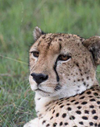 15Franscois Rosslee Cheetah 032018 Final 15Franscois Rosslee Cheetah 032018 Final
