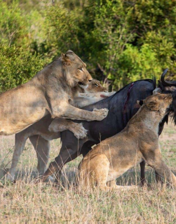 06Kevin Van Der Linde Lion Kill 19122018 7 Final 06Kevin Van Der Linde Lion Kill 19122018 7 Final