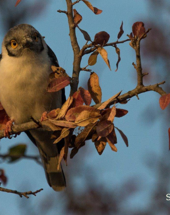 06Kevan Dobbie Helmet Shrike 200219 Final 06Kevan Dobbie Helmet Shrike 200219 Final
