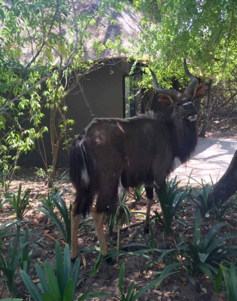 07Rod Wyndham Nyala Final