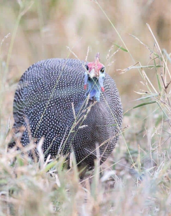 02Frederik Aucamp Helmeted Guineafowl 16 05 2019 1 Final