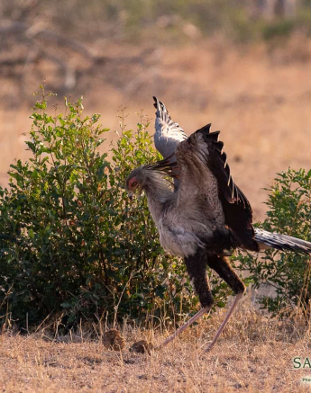 03Frederik Aucamp Secretary Bird 2 Final 03Frederik Aucamp Secretary Bird 2 Final