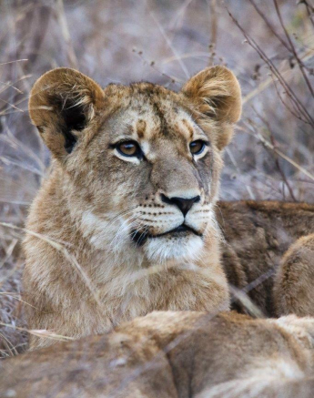 A04Ally Ross 20210807 SP Cubs 02 Final