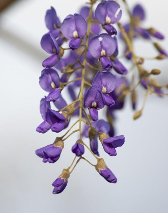 B14Graeme Stewart Tree Wisteria 180921 Final B14Graeme Stewart Tree Wisteria 180921 Final