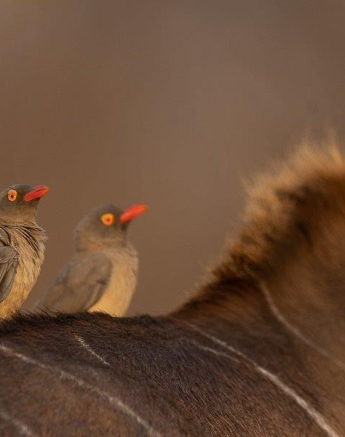 B11Graeme Stewart Red BIlled Oxpecker 250921 Final B11Graeme Stewart Red BIlled Oxpecker 250921 Final