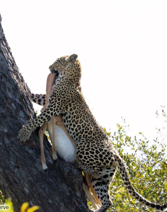 A24ronald Mutero Ntsumi And Cubs 15062022 3 Final A24ronald Mutero Ntsumi And Cubs 15062022 3 Final