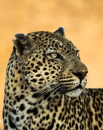 17Kevan Dobbie Kashan 21.06.6 Final