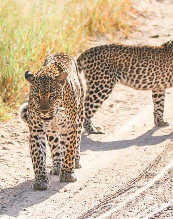 28andries.ndlovu Leopard.schotiacub 10.2.20 2 Final 28andries.ndlovu Leopard.schotiacub 10.2.20 2 Final