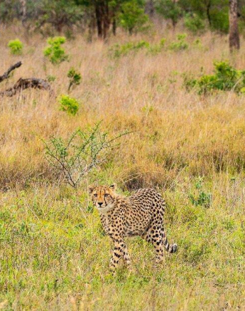 07andries Cheetah.blog 221120 3 Final 07andries Cheetah.blog 221120 3 Final