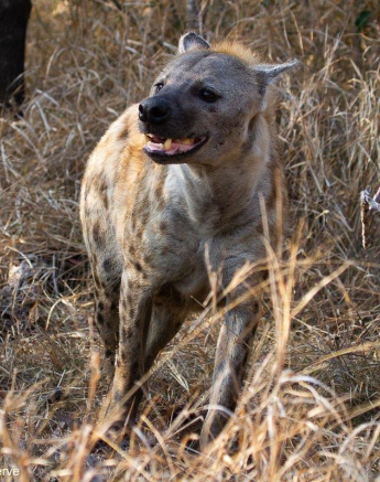 a05Daniel-Greyvenstein-Ntsumi-Hyena-090922-4-final.jpg A05Daniel Greyvenstein Ntsumi Hyena 090922 4 Final
