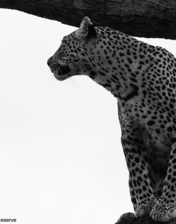 A16andries Leopard.ntsumi.261122 2 Final A16andries Leopard.ntsumi.261122 2 Final