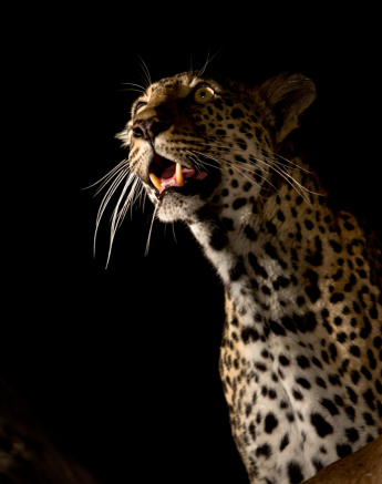 Nottins 8 Nottins 8