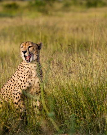 Cheetah Cheetah