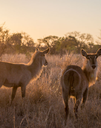 Waterbuck Backlit