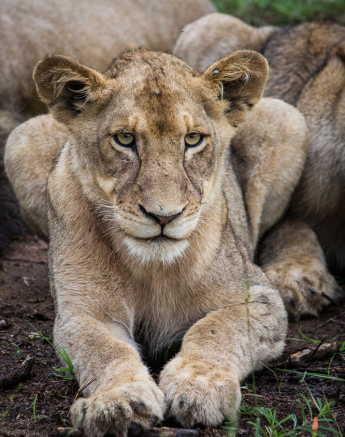 Fransois Rosslee Stix 1 Of 1 Fransois Rosslee Stix 1 Of 1