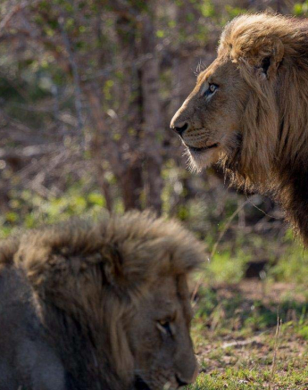 18Pravir Patel Lion02 021215 18Pravir Patel Lion02 021215