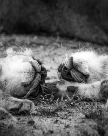 08Franscois Rosslee Lioncub1 M 1 08Franscois Rosslee Lioncub1 M 1
