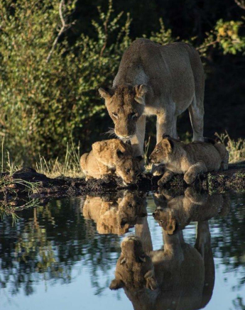 01Tayla McCurdy Lions 10 May 16 1 Of 4 01Tayla McCurdy Lions 10 May 16 1 Of 4