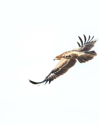 35Sheldon Hooper Tawny Eagle In Flight 2 35Sheldon Hooper Tawny Eagle In Flight 2