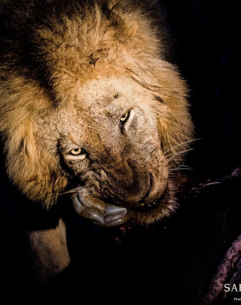 18Kevan Dobbie Male Lion 1 Final 18Kevan Dobbie Male Lion 1 Final