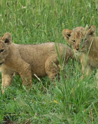 13Kevan Dobbie SP Cub 301 Final