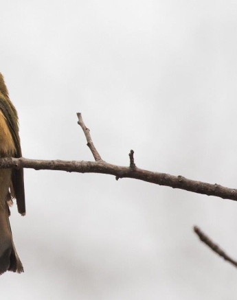 13Kevan Dobbie Little Bee Eater 0110 Final 13Kevan Dobbie Little Bee Eater 0110 Final