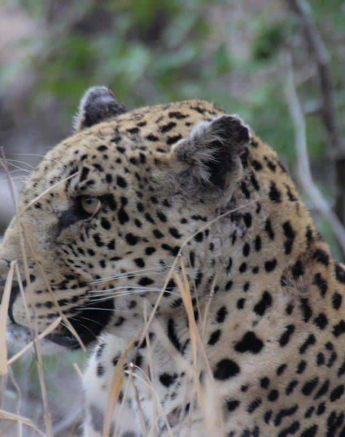 12Louise Murray Male Leopard 27072018 Final 12Louise Murray Male Leopard 27072018 Final