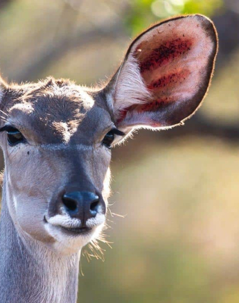 34Kerry Lee Roberg Female Kudu Final 34Kerry Lee Roberg Female Kudu Final