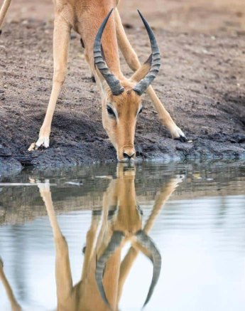 20 Francois Malan 2 15082018 Impala Drink Final