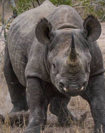 03Kevan Dobbie Black Rhino 291018 Final