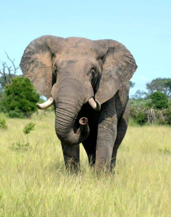 21Ronald Mutero Elephant 032019 Final